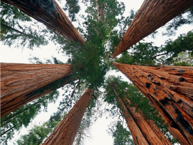 Los árboles almacenan mucho más carbono de lo que se pensaba