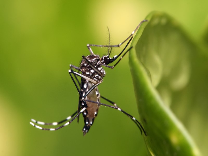 Las raíces climáticas del repunte de dengue en América