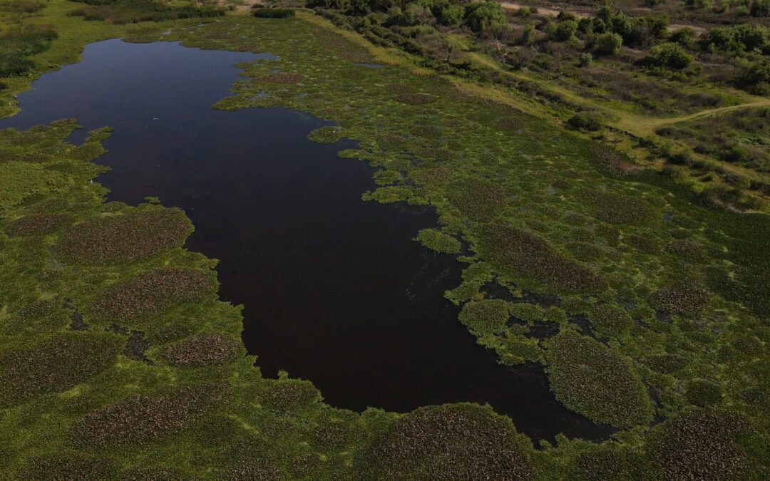 Nuestra Tierra de agua y vida en venta: Un proyecto amenaza con la venta de 190 mil hectáreas del Delta del Paraná