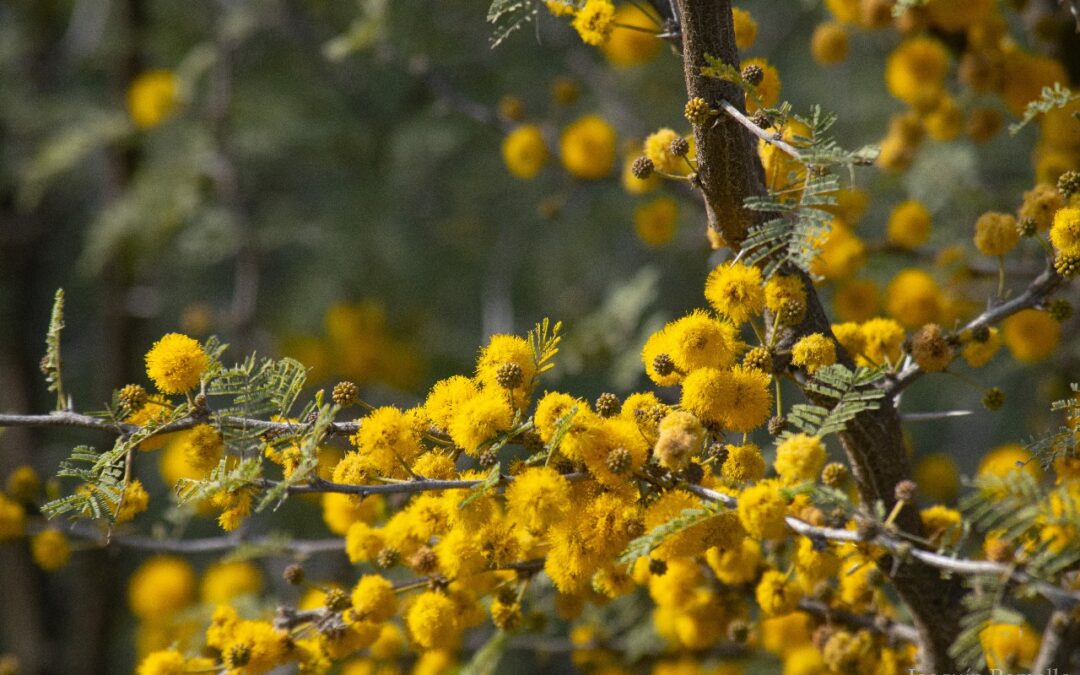 Dulce espinillo, cicatrizante del monte entrerriano