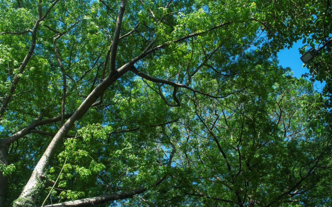 Cultura del Árbol: aprendiendo de nuestros Bosques Urbanos
