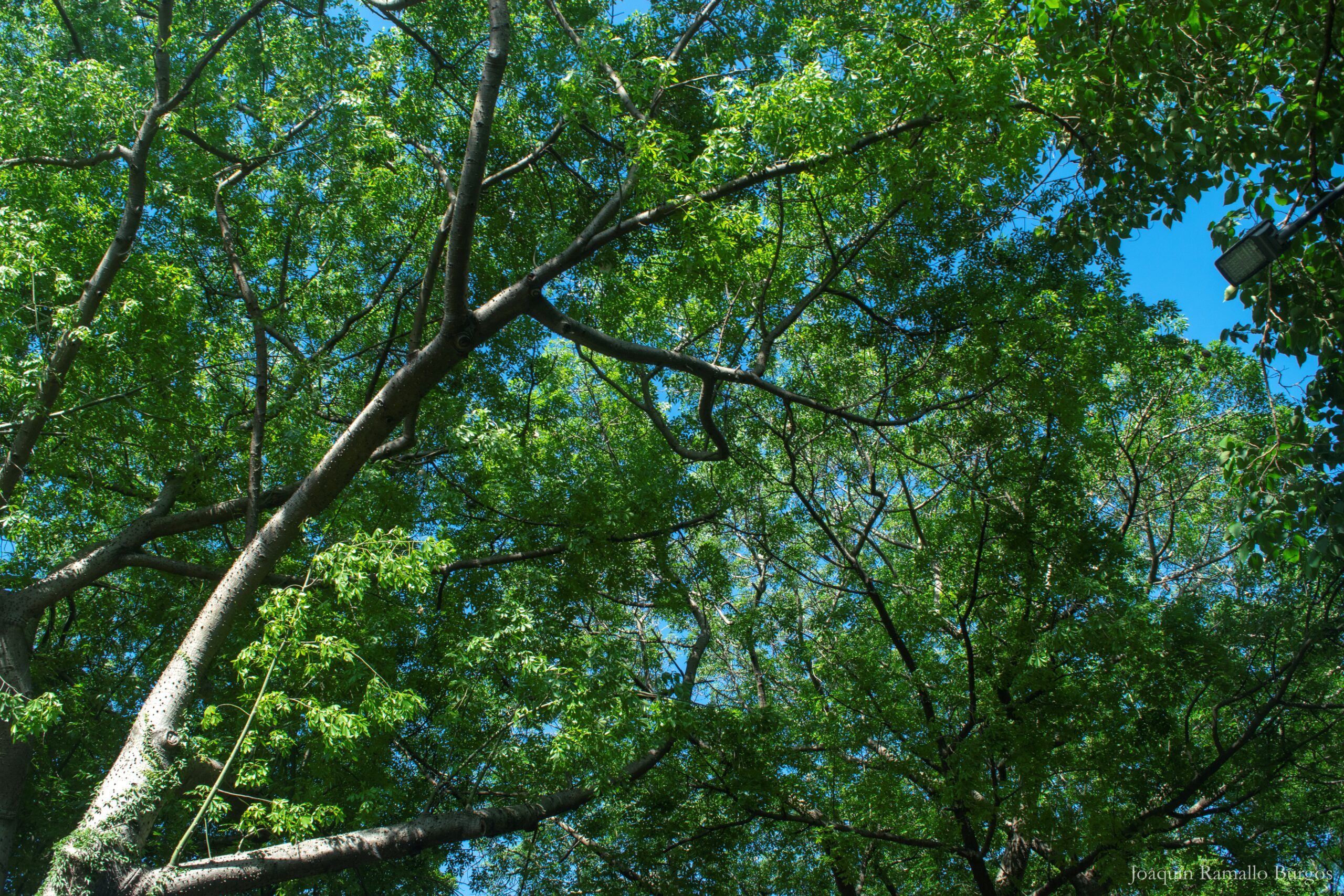 Cultura del Árbol: aprendiendo de nuestros Bosques Urbanos