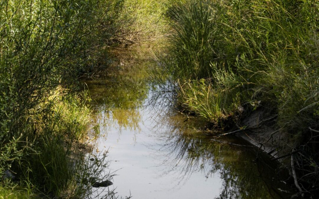Nace el Comité de Cuenca Arroyo Las Tunas