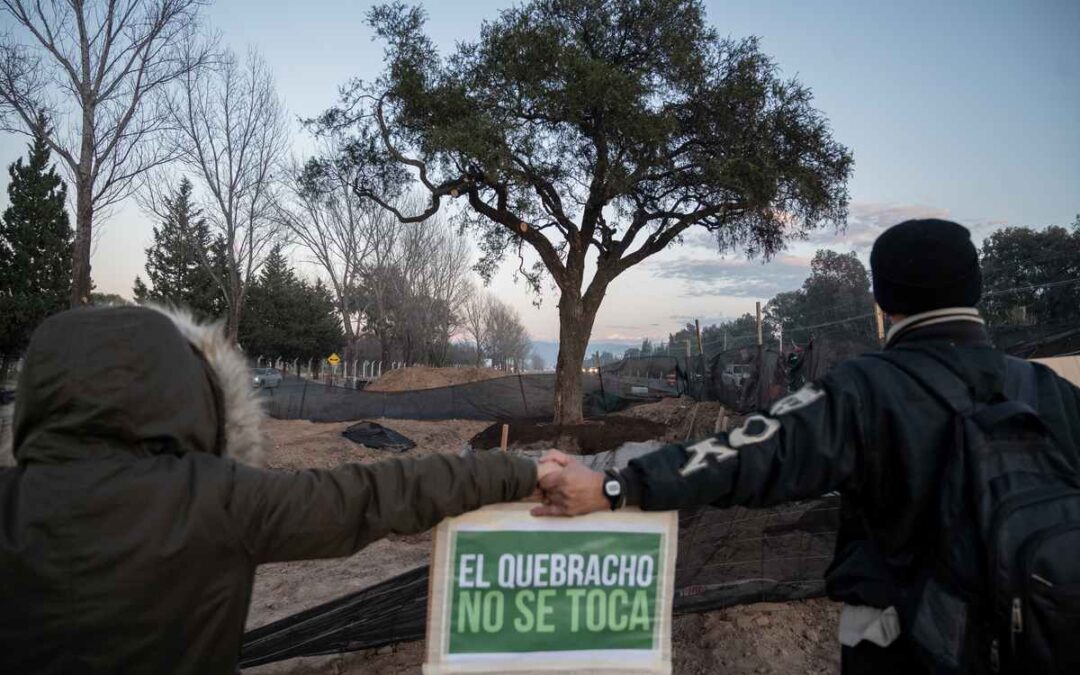 Un quebracho de 300 años como emblema de memoria ancestral y defensa comunitaria