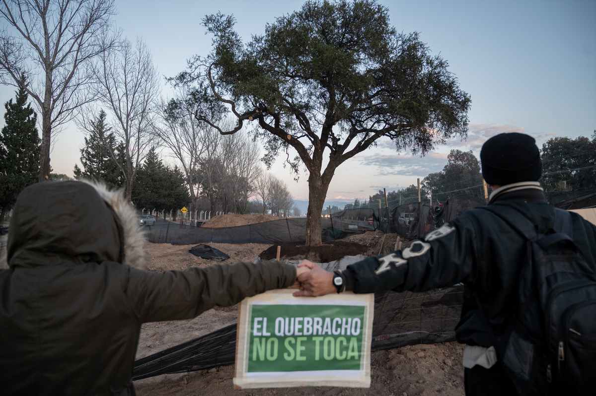 Un quebracho de 300 años como emblema de memoria ancestral y defensa comunitaria