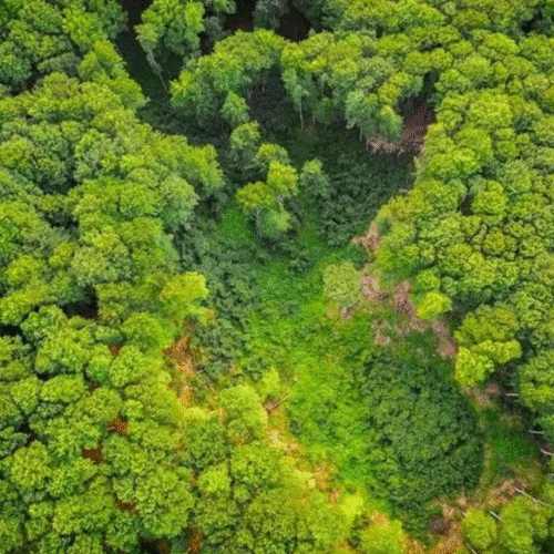 Remar Contracorriente en la COP30 en Brasil: la defensa de los ríos y humedales para la adaptación climática