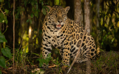 Alertan que Sudamérica es la región con más especies en riesgo por el cambio climático y los incendios forestales