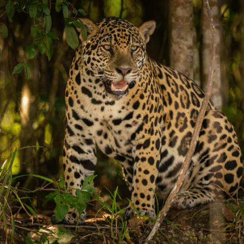 Alertan que Sudamérica es la región con más especies en riesgo por el cambio climático y los incendios forestales