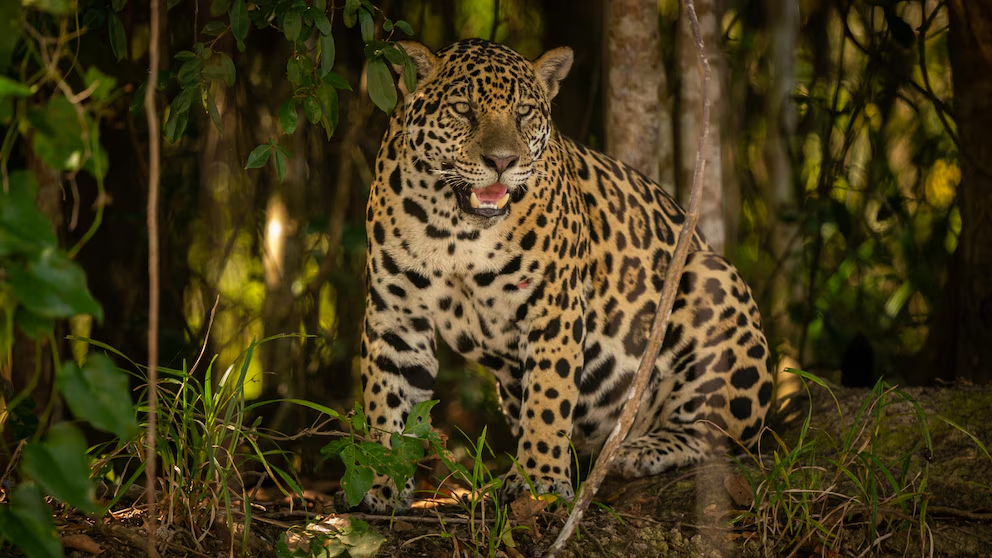 Alertan que Sudamérica es la región con más especies en riesgo por el cambio climático y los incendios forestales