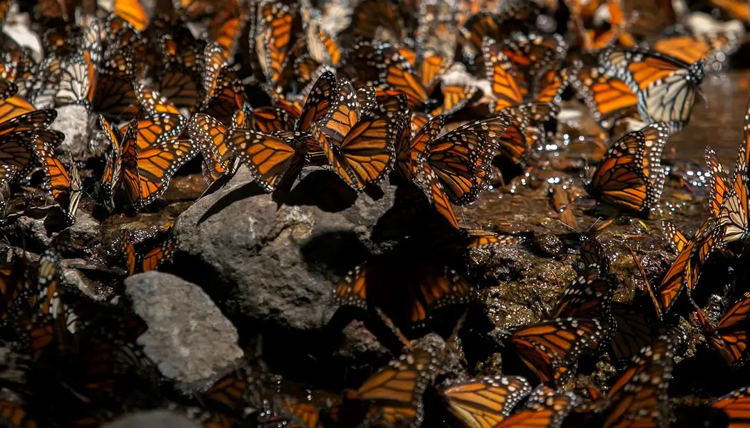 El 80 % de las especies de mariposas se está mudando