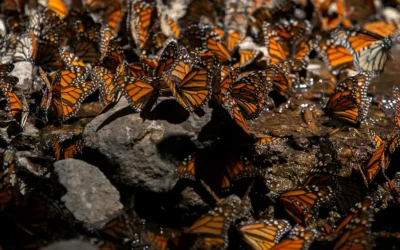 El 80 % de las especies de mariposas se está mudando