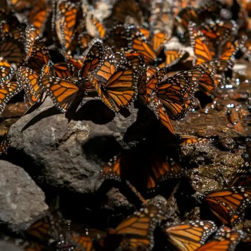 El 80 % de las especies de mariposas se está mudando