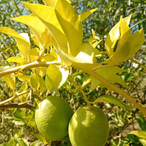 Bosques alimenticios para la resiliencia en Ramírez