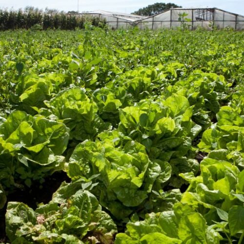 El desamparo de los pequeños productores rurales en Entre Ríos.